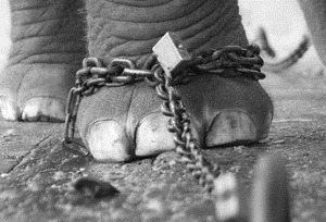 elephant-chain